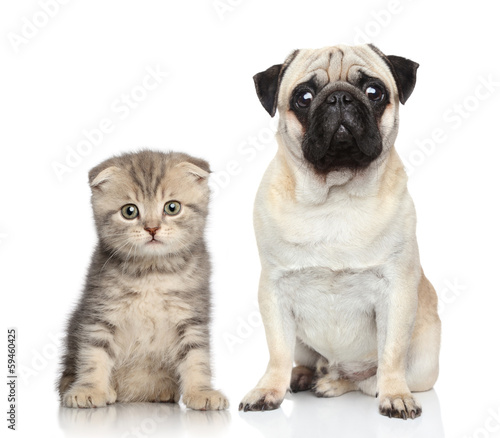 Fototapeta Naklejka Na Ścianę i Meble -  Dog and kitten