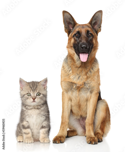 Fototapeta Naklejka Na Ścianę i Meble -  Dog and cat together