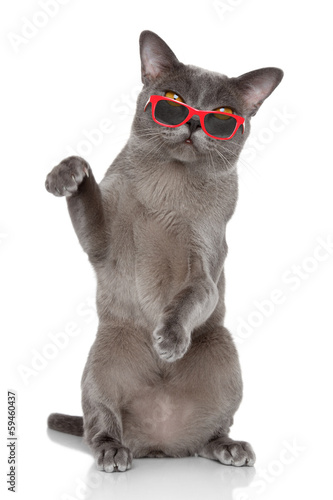 Fototapeta Naklejka Na Ścianę i Meble -  British cat sits in sunglasses