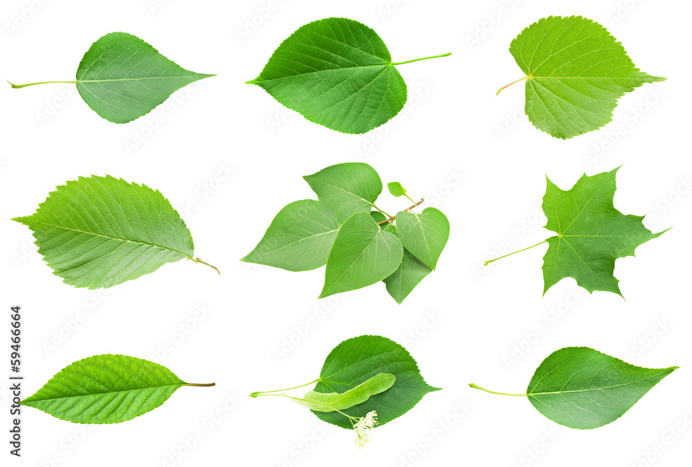 Fototapeta premium Green Leaves