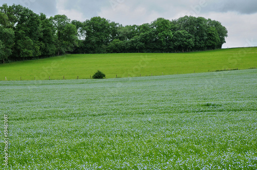 flax field in Bois Guilbert in Normandie photo