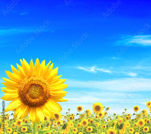 Fototapeta Naklejka Na Ścianę i Meble -  Sunflowers