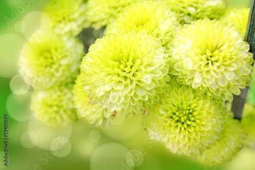 Green flowers