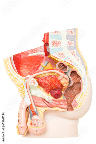 Human male reproductive organs photo