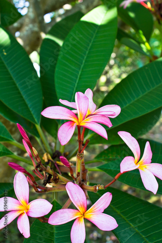 branch of tropical flowers frangipani (plumeria),