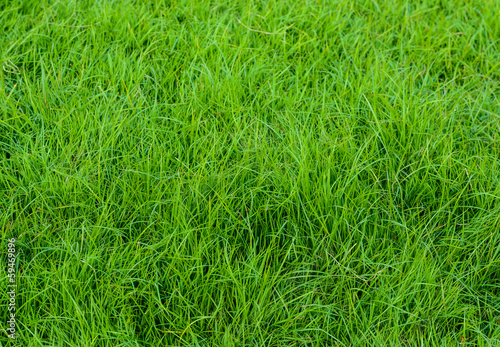 green grass pattern from golf course at sunset tim © wuttichok