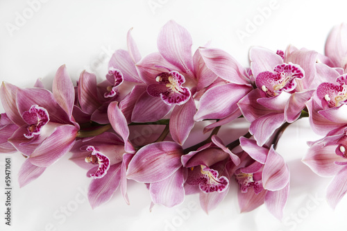 pink orchid branch 