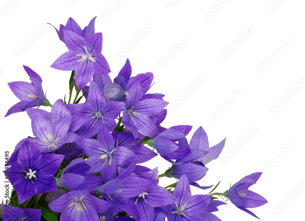 Bellflower Bellflower