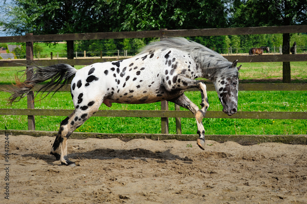 Naklejka premium Appaloosa horse