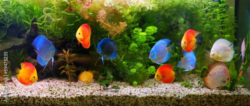 Photography Discus (Symphysodon), multi-colored cichlids in the aquarium