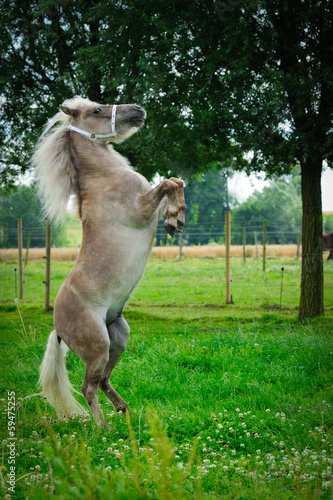 Fotografie Miniature horse