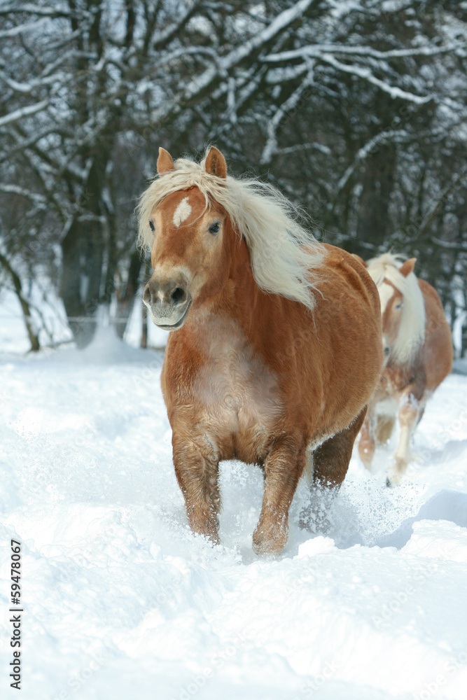 Beautiful haflinger with long mane running in the snow Beautiful haflinger with long mane running in the snow