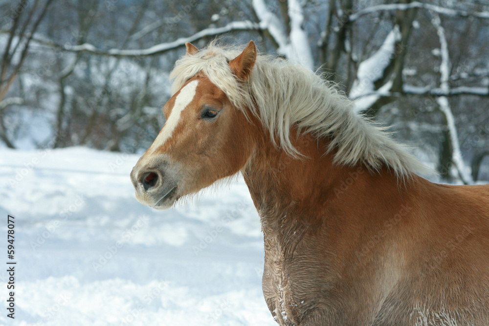 Beautiful haflinger with long mane running in the snow Beautiful haflinger with long mane running in the snow