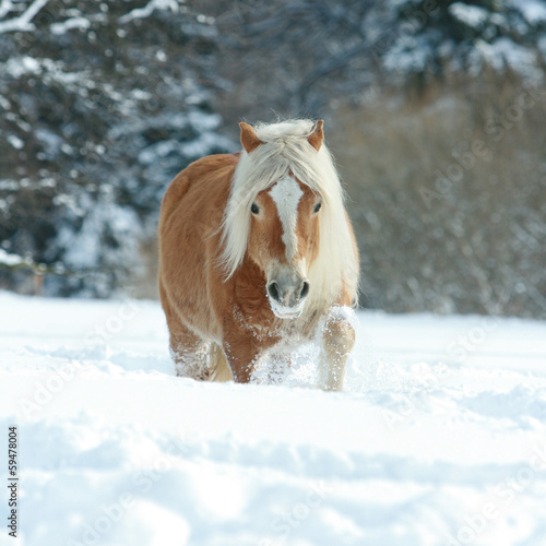 Fotoroleta ssak koń grzywa lód