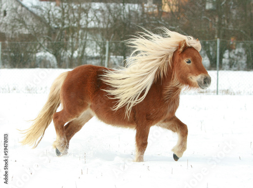 Tablou pe pânză Gorgeous shetland pony with long mane in winter