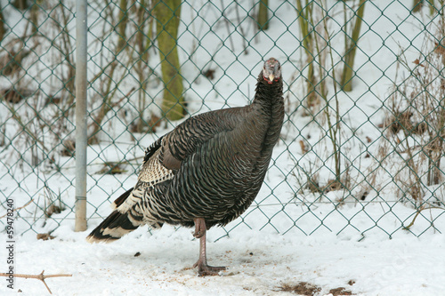 Turkey standing on only one leg in winter