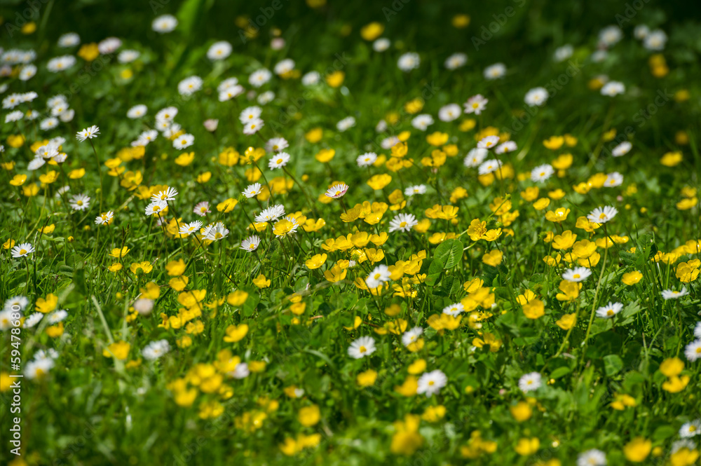 Obraz premium meadow flowers