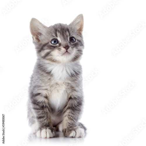 Obraz na płótnie The gray striped kitten