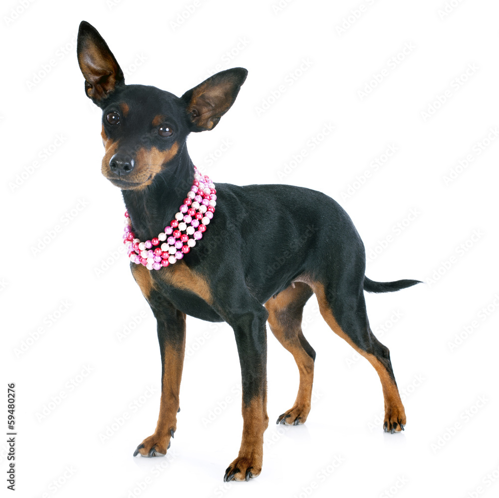 miniature pinscher