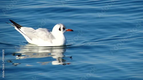 Sea gull swimming in blue seawater photo