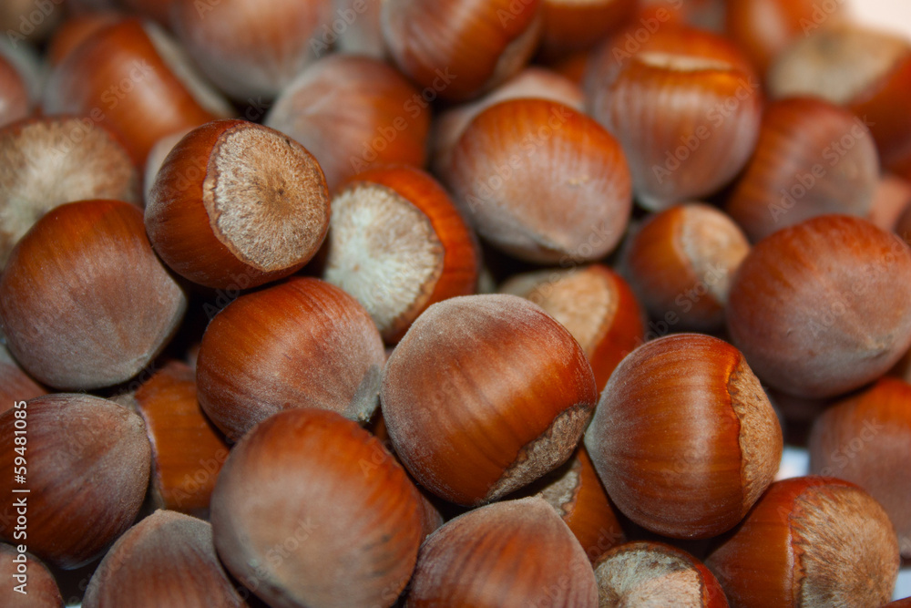 Hazelnut/Filbert who grew up in a tree in the south of Russia. Hazelnut/Filbert who grew up in a tree in the south of Russia.