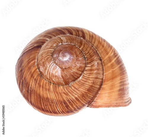 snail