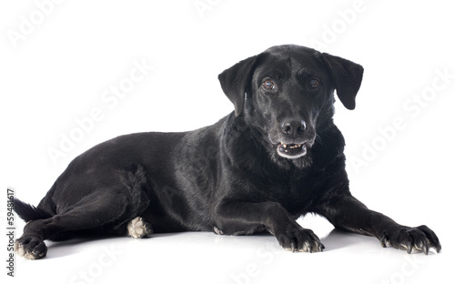 old labrador retriever