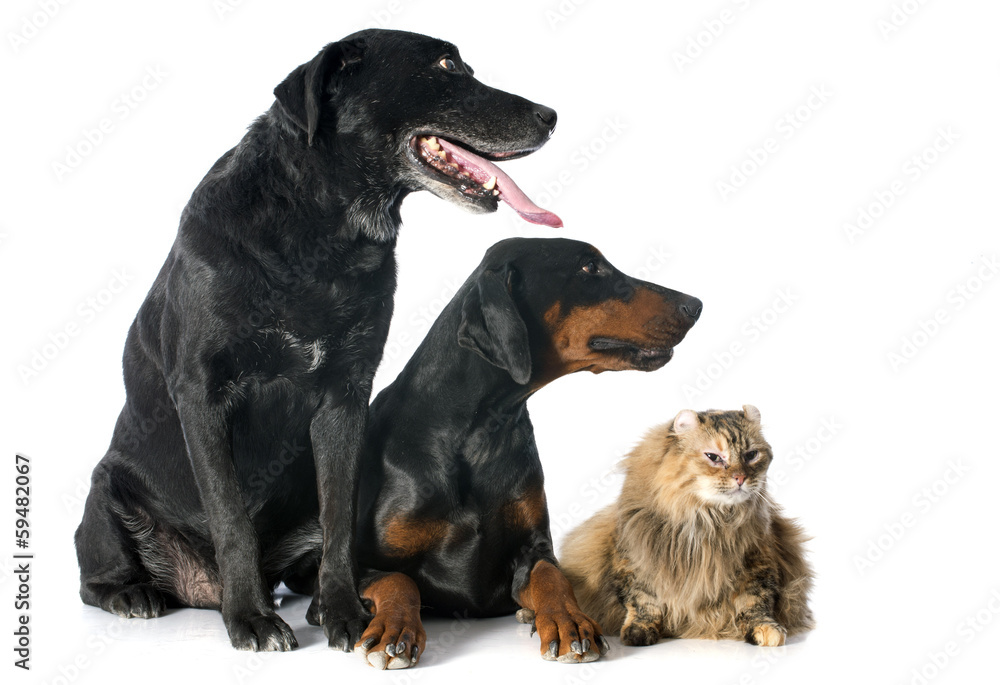 labrador retriever, cat and dobermann