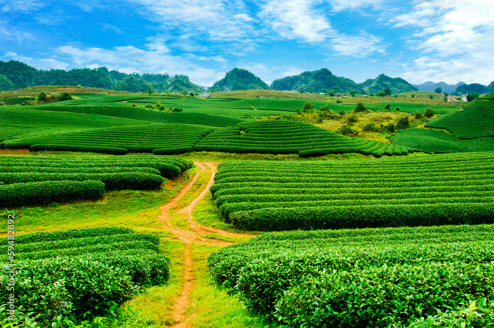 Beautiful fresh green tea plantation in sunset, Vietnam.