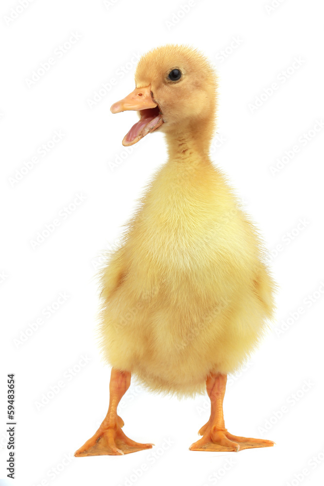 duck duck