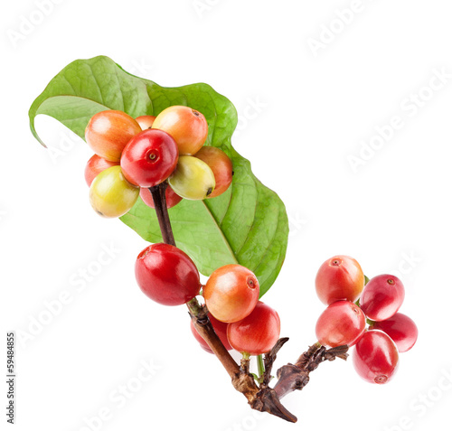 Billede på lærred Coffee beans on a branch of coffee tree