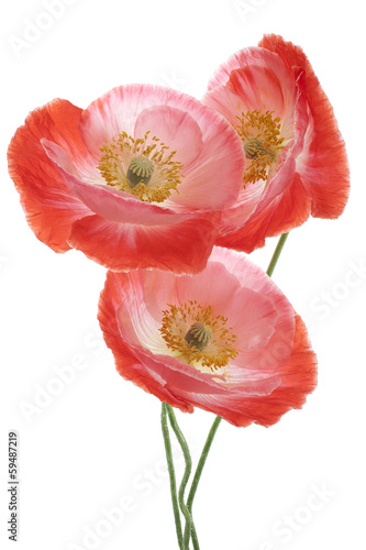 Fototapeta Naklejka Na Ścianę i Meble -  poppy