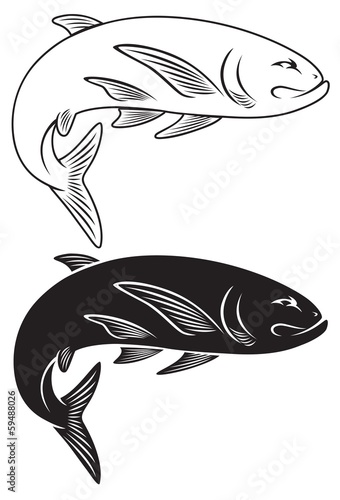 salmon