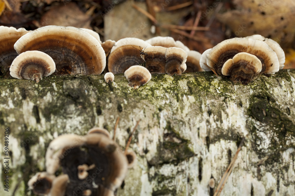 Trametes versicolor Trametes versicolor