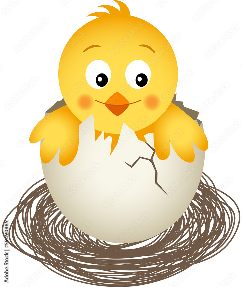 Fototapeta premium Little Chicken