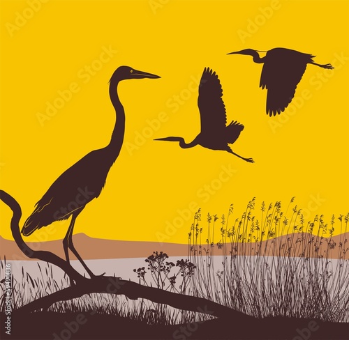 Herons at sunrise