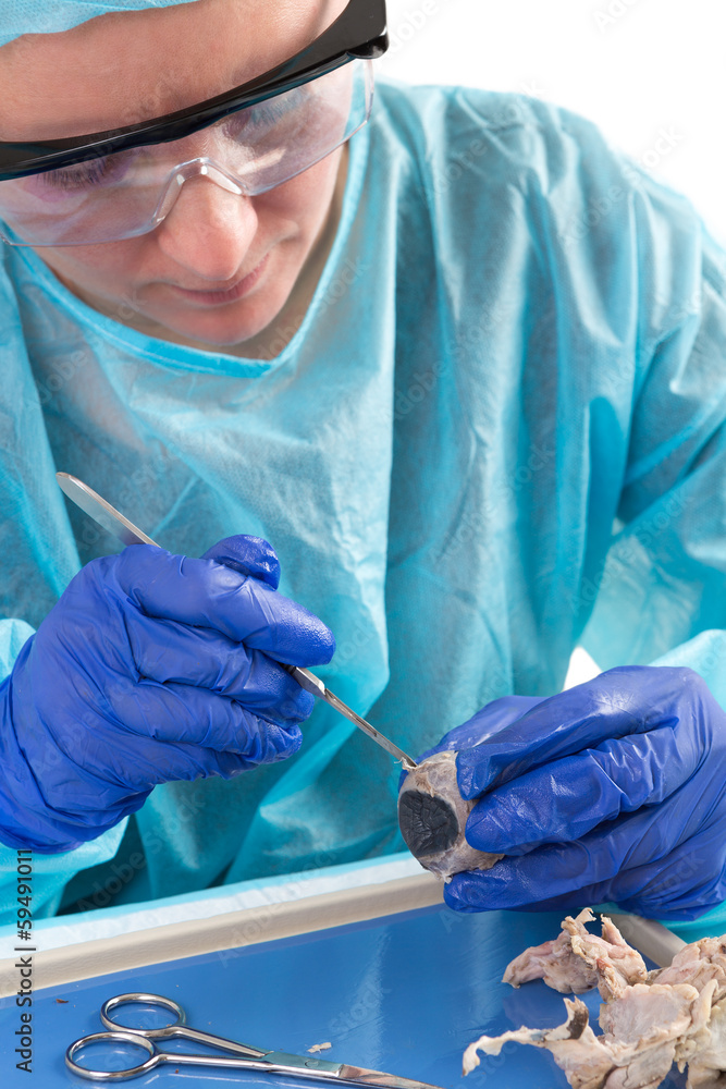 Medical technologist slicing a tissue sample Medical technologist slicing a tissue sample
