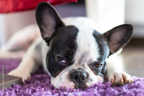 Fototapeta Naklejka Na Ścianę i Meble -  French bulldog sleeping on the carpet