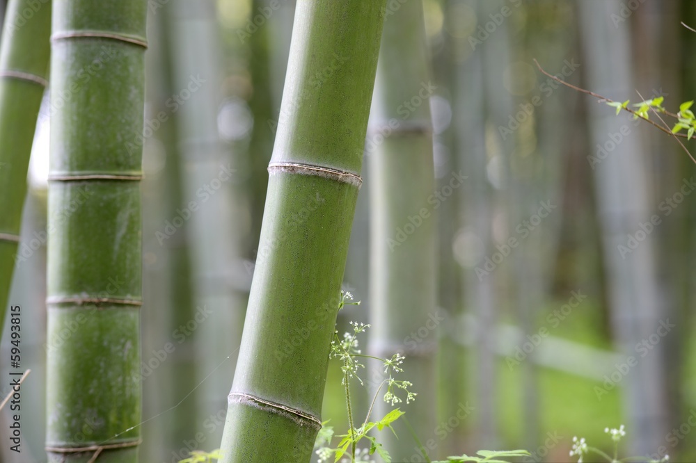 Bamboo for adv or others purpose use Bamboo for adv or others purpose use