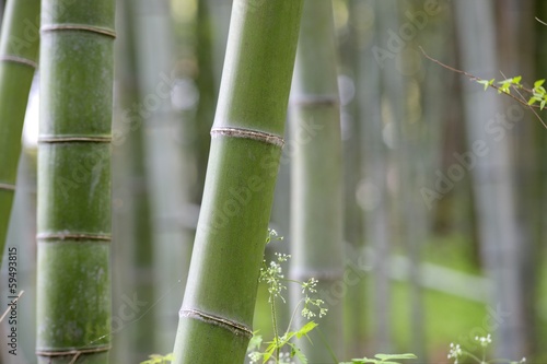 Bamboo for adv or others purpose use