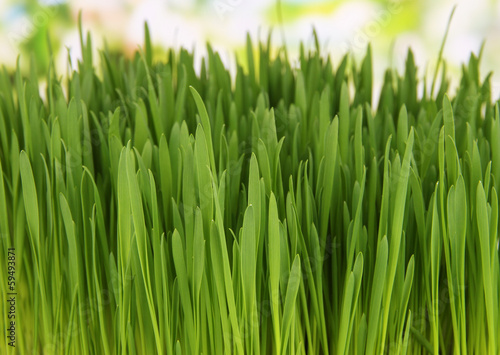 Green grass with fertile soil closeup