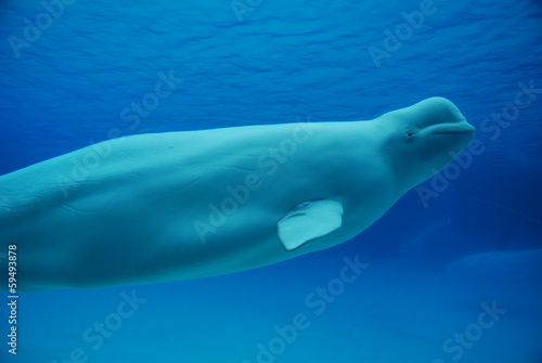 Fényképezés Beluga Whale