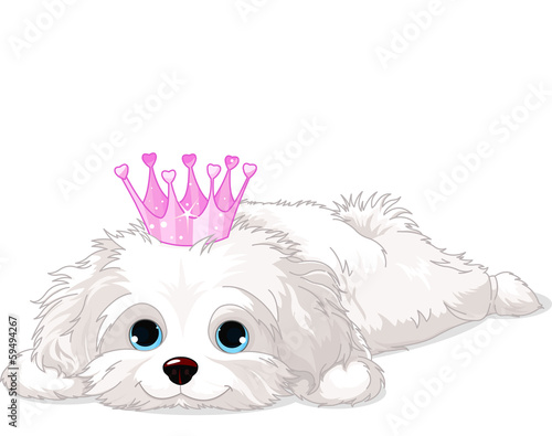 Havanese Puppy with crown