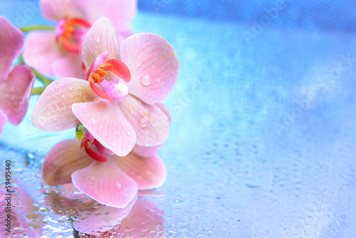 Fototapeta Naklejka Na Ścianę i Meble -  Beautiful blooming orchid with water drops