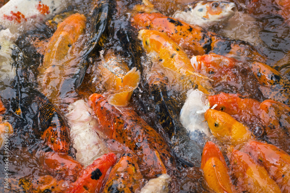 Hawaii, Oahu, Valley of the Temples, Koi Fish Pond Hawaii, Oahu, Valley of the Temples, Koi Fish Pond