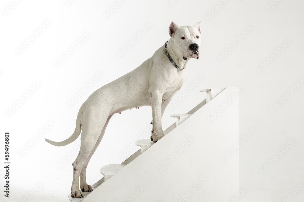 Large white dog breed Argentina Large white dog breed Argentina