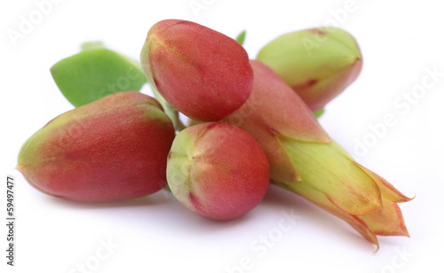 Kalanchoe flowers photo