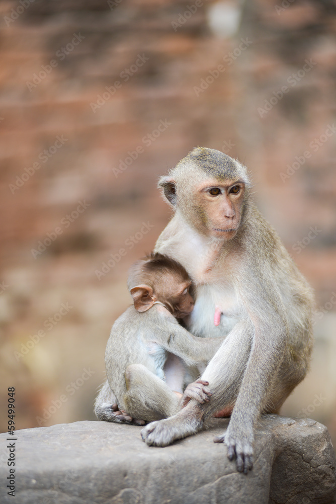 A mother's love monkeys