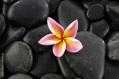 Macro of frangipani and black stones