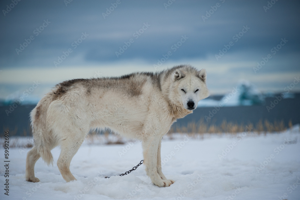 Fototapeta premium Greenlandic sled dog